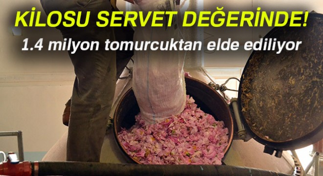 1.4 milyon tomurcuktan elde edilip, kilosu 12 bin eurodan satılıyor