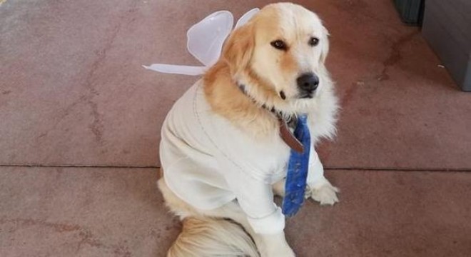 2'nci el eşyalar can dostlara mama oluyor