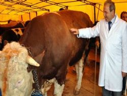 Tedbirler alındı