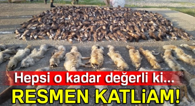 282 hayvan postu ele geçirildi