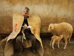 Toprak kokan fotoğraflar