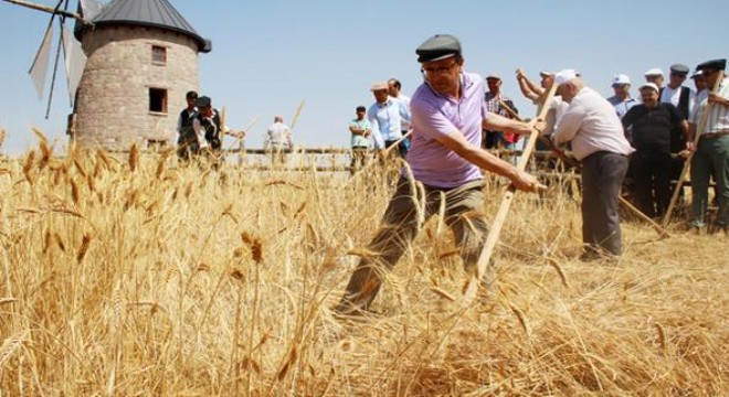 ALTINKÖY'DE HASAT VAKTİ