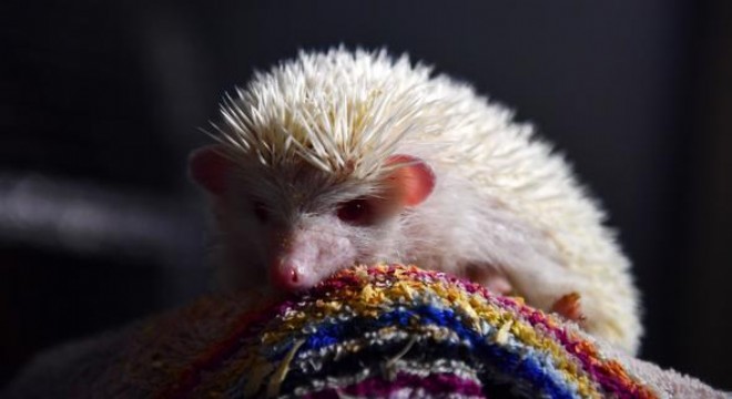 Afrika cüce kirpisi Sincan'a yerleşti