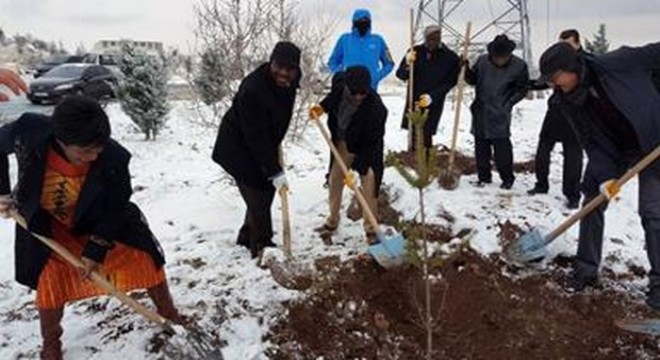 Afrika'dan Keçiören'e dostluk ağaçları