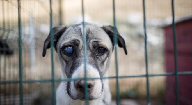 Altındağ'a hastane gibi barınak
