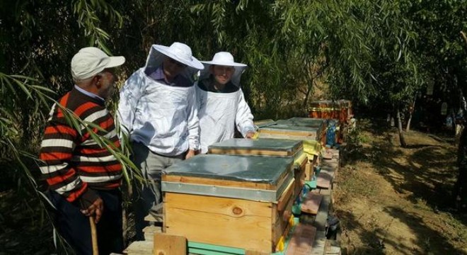 Ankara balına satış desteği