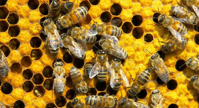 Arıları koruyan Propolis şimdi de insanları koruyacak'