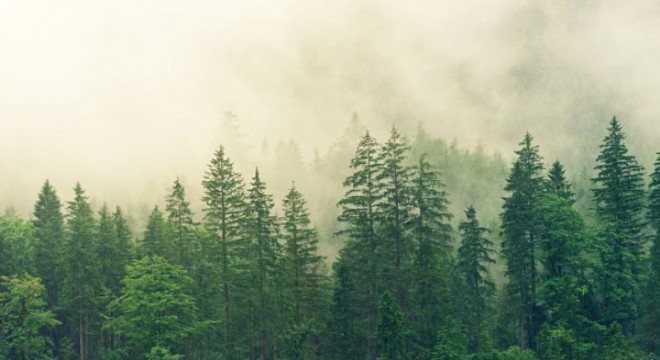 Başkent Beijing'in yüzde 44.6'sı ormanlık alan olacak