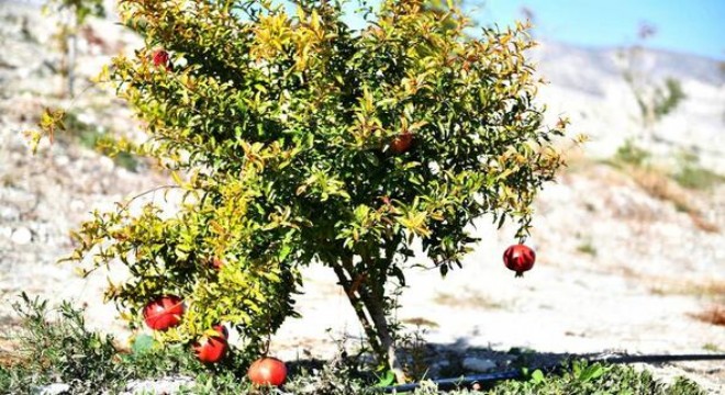 Beypazarı'nda nar yetişiyor