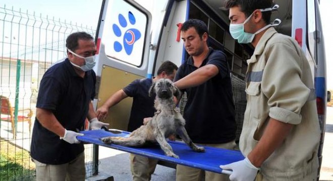 Büyükşehir'den ilçelere ‘sokak hayvanı' eleştirisi