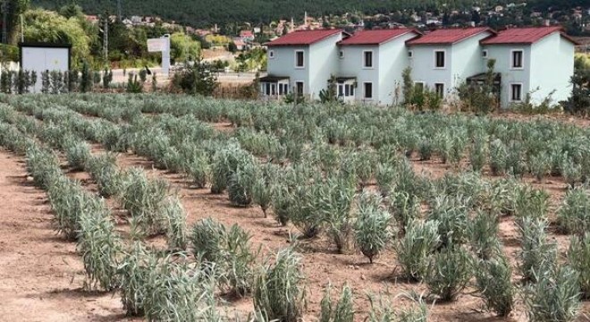 Çamlıdere'ye 10 bin lavanta