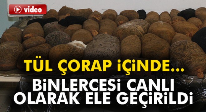 Çorabın içinden binlerce sülük çıktı