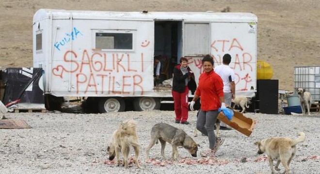 Elmadağ'daki canlara mama götürdüler