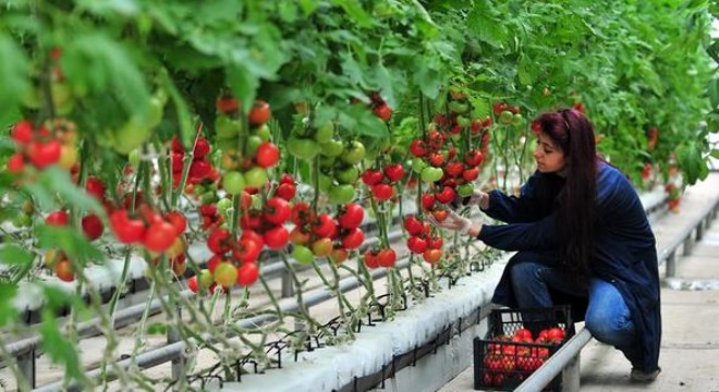 Güdül'e organize sera bölgesi