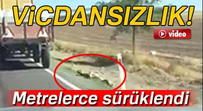 İple römorka bağlanan köpek metrelerce sürüklendi