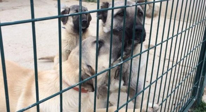 LÖSEV'in maskotları çalındı