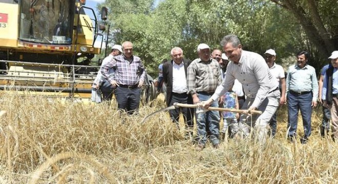 Mamak'ta hasat vakti