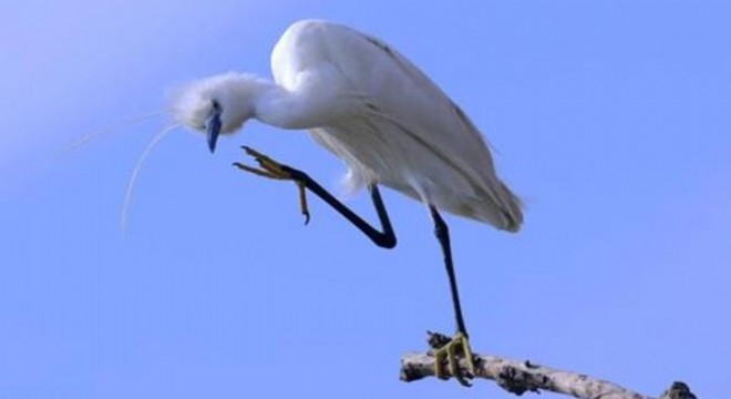 Nallıhan'da foto safari