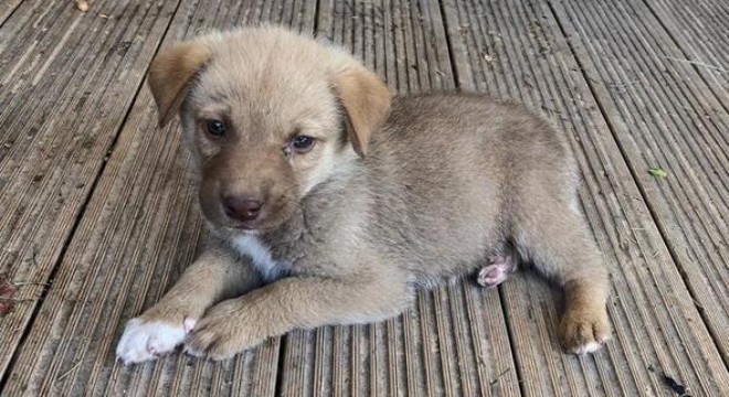 Sevimli Rinti baro'da göreve başladı