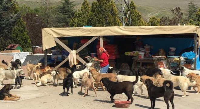 Sokak köpeklerinin ‘İnci Anne'si