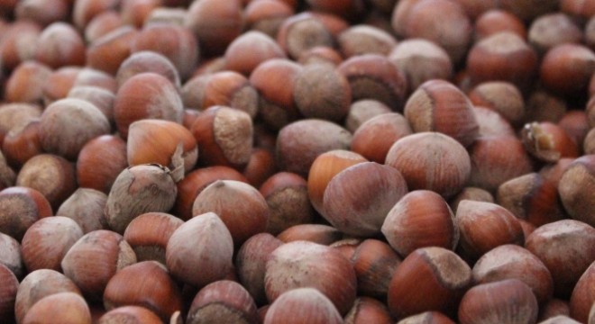 Türkiye'nin ilk fındık çiftliği Samsun'da kuruluyor