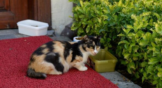 Ulucanlar'ın kedilerine düzenli mama