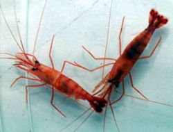 Bir karides bilimi şaşırttı
