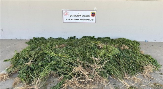 Şanlıurfa'da evinin bahçesine kenevir bitkisi eken şüpheli kadın yakalandı